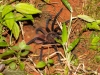 Vogelspinne (Costa Rica)