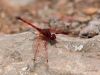 Blutrote Heidelibelle (La Gomera)