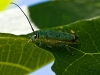 Grüner Lindenbock