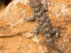 Kanarischer Mauergecko (La Gomera)