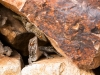 Kanarischer Mauergecko (La Gomera)