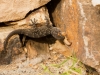 Kanarischer Mauergecko (La Gomera)