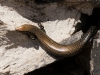 Südlicher Kananrenskink (La Gomera)