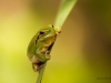 Mittelmeerlaubfrosch (La Gomera)