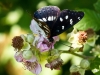 Blauschwarzer Eisvogel