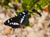 Blauschwarzer Eisvogel