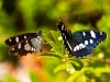 Blauschwarzer Eisvogel