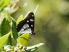 Blauschwarzer Eisvogel