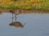 dunkler Wasserläufer