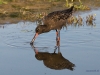 dunkler Wasserläufer