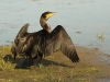 Kormoran