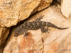 Kanarischer Mauergecko